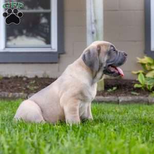 Ivanka, Cane Corso Puppy